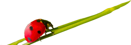 cs-beetle