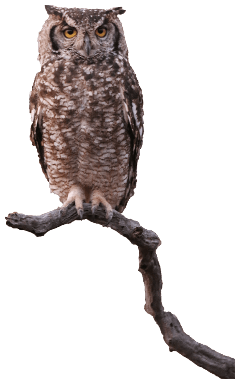 cs-owl