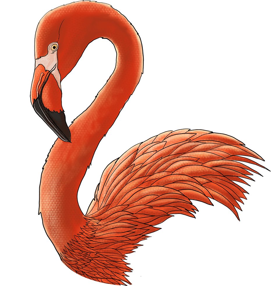 cs-flamingo-illustration