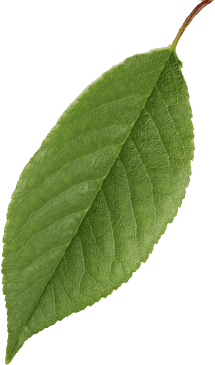 leaf_001