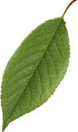 leaf_002