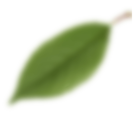 leaf_003